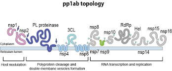 The primer and probe concentrations were as follows: Betacoronavirus Viralzone