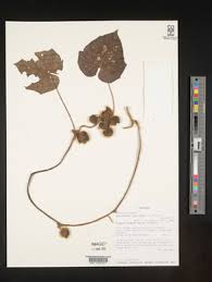 Image result for Lepistemon owariensis