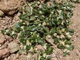 Image result for Alternanthera caracasana