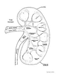 This notebooking pack contains 43 pages: Kidney Coloring Worksheets Teaching Resources Tpt