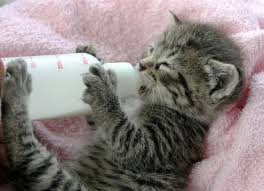 A kitten with a low body temperature is in danger, feeding that putting a hot water bottle in will help keep the kittens warm and provide a sense of security (like the weaning kittens is a natural process the kittens and mother alike will begin around four weeks. Weaning Kittens How And When What To Feed A Kitten Bottle Feeding Kittens Petmd