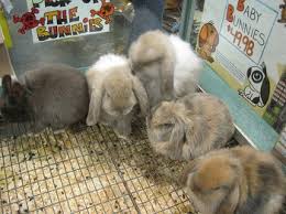 These treats are made of whole timothy hay, and vegetable and. Ear Mites In Rabbits Symptoms Treatment Study Com