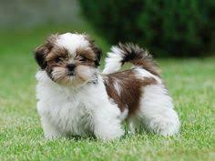 Evde Beslenebilecek 7 Kucuk Kopek Cinsi Ennlist E Hosgeldiniz Kopek Shih Tzu Sevimli Kopek Yavrulari