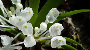 Image result for Podangis dactyloceras