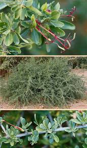 Image result for Cadaba natalensis