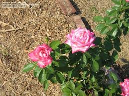 We would like to show you a description here but the site won't allow us. Plantfiles Pictures Hybrid Tea Rose Kordes Perfecta Rosa By Bill Watt