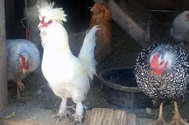 A Tribute To Lady Gaga The World S Bravest Rooster Lady Gaga Tribute My Pet Chicken