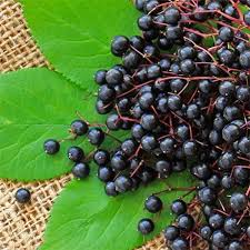 The genus is usually considered to contain two or three species, one of which is naturalized in europe. Sambucus Nigra Best Health Supplement 100 Natural Immunity Booster 25 Anthocyanidins 10 1 Syrup Black Elderberry Powder Buy Black Elderberry Powder Elderberry Syrup Elderberry Liquid Extract Product On Alibaba Com