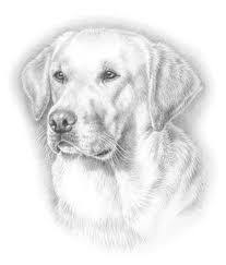 Kopek Figuru Google Da Ara Kopek Cizimler Drawing