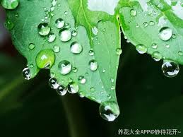 雨滴缠绵挂叶枝一滴魅力万滴美丽