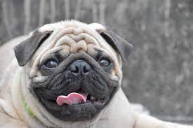 The Moral Dilemma Of Breeding Pugs By Patrick Kuklinski Medium