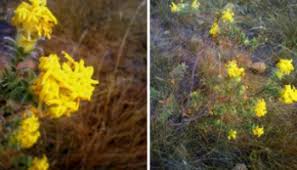 Image result for Gnidia goetzeana