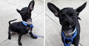At austin animal center, you can find all breeds, ages, types and personality types. Dog Put Up For Adoption Was Supposed To Impress Future Owners With A Photoshoot This Is The Result Bored Panda