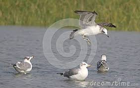 Large Grey Bird With White Ring Around Neck Three Seagull Sitting In Water And One Coming Fly Seagull Looks Flying Over River Lake Sea Pond Etc Its Size Is Medium To Large Grey Or Seagull Lake Pond