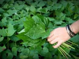 Gambar daun ubi jalar ungu. 15 Trend Terbaru Gambar Daun Ubi Ungu Victoria Melani Blog