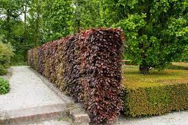 Der erste findet im frühjahr statt, der zweite nach den trockenen sommermonaten. Rotbuchenhecke Schneiden Anleitung Vom Experten Plantura