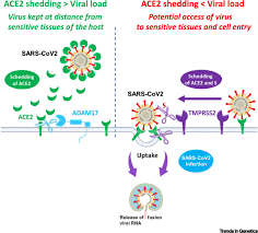 2019 novel coronavirus, wuhan seafood market pneumonia virus) — оболочечный одноцепочный. Host Polymorphisms May Impact Sars Cov 2 Infectivity Trends In Genetics