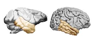 Image result for Temporal Lobe