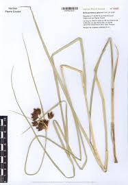 Image result for Bolboschoenus glaucus