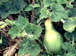 Image result for Lagenaria