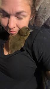 Rehoming ducks in Arkansas