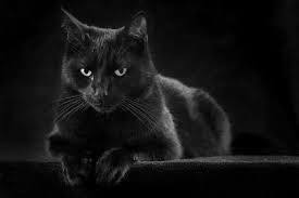 نتيجة بحث الصور عن صور نظره غامضه Cool Cars Cats Animals