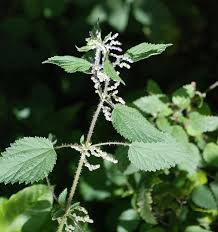 Image result for Urticaceae