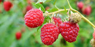 Maybe you would like to learn more about one of these? Raspberry Care Instructions
