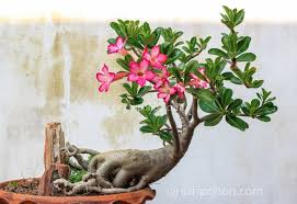 Check spelling or type a new query. Catat Ini Cara Menanam Pohon Bonsai Adenium Yang Tepat Ciriciripohon Com