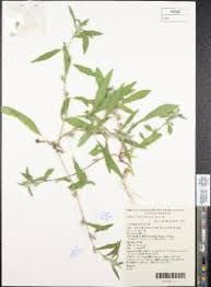 Image result for Ipomoea polymorpha