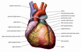 Diagonal earlobe creases and prognosis in patients with suspected coronary artery disease. Quiz Worksheet Coronary Circulation Of The Heart Study Com