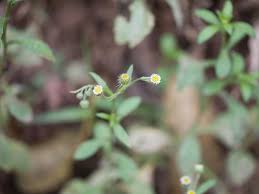 Image result for Eschenbachia stricta
