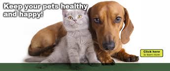 Make social videos in an instant: Organic And Non Toxic Pest Control Safe Flea And Tick Spray