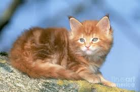Check spelling or type a new query. Red Tabby Maine Coon Kitten Photograph By Jean Louis Klein Marie Luce Hubert
