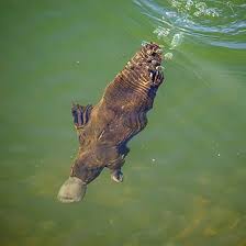 Image result for Platterpus