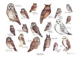 Owl Species Chart Google Search Elf Owl Bird Poster