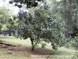 Image result for Tabernaemontana pachysiphon