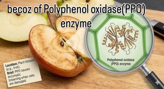 Polyphenol oxidase (PPO) is a group of copper-containing enzymes found  widely in plants. It is best known for its role in enzymatic browning, the  process that causes cut or bruised fruits and