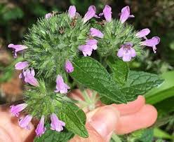 Image result for Clinopodium uhligii