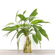 Next, choose a sturdy glass vase or pot without drainage holes that you will use to grow your snake plants hydroponically. 362 Rooting Plant Water Photos Free Royalty Free Stock Photos From Dreamstime