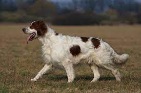 Maybe you would like to learn more about one of these? 4 Types Of Setter Dog Breeds