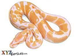 Baby Albino Ball Python Snakes For Sale Ball Python Ball Python Pet