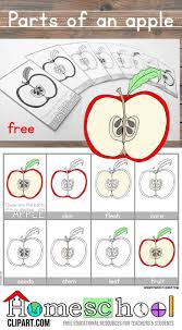 Apple Nomenclature Printables Apple Preschool Montessori Activities Apple Activities