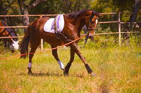 Why Are Racehorses So Young Does Age Matter In A Race