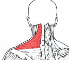 Myofascial Release Tight Neck And Shoulder Self Treatment Physioprescription Tight Neck Self Treatment Mobility Exercises