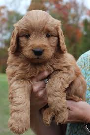 Happy tails inn has a daycare program that is flexible and convenient. Gorgeous Goldendoodles Home Page