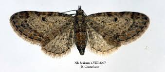 Image result for Eupithecia tenuiata