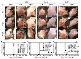 These boats used to fascinated me as a kid. Hsv 2 Dgd 2 Protects Mice From Clinical Isolates Of Hsv 1 And Hsv 2 Download Scientific Diagram