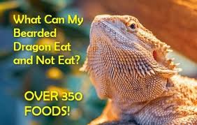 Suppose you don't go overboard with feeding your bearded dragon acorn squash; What Can Bearded Dragons Eat And Not Eat Over 350 Foods