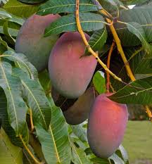 Image result for Mangifera
